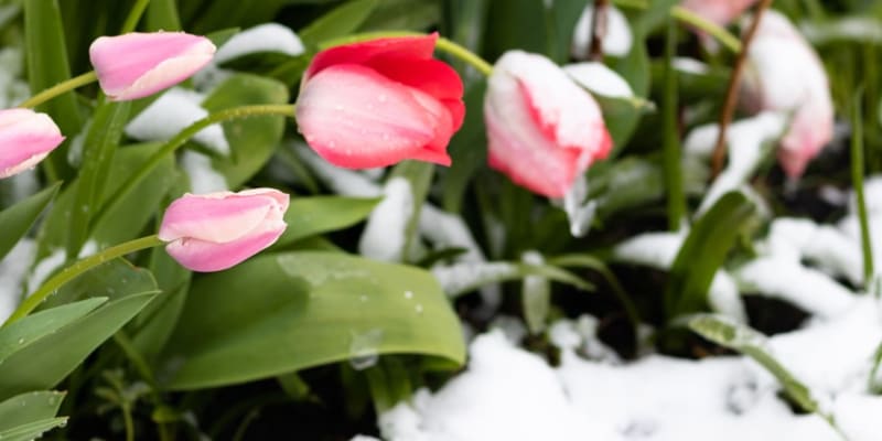 Tulipány pod sněhem