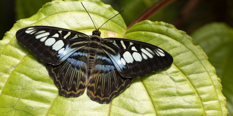 Výstava tropických motýlů ve skleníku Fata Morgana v pražské Troji letos potrvá až do 2. června