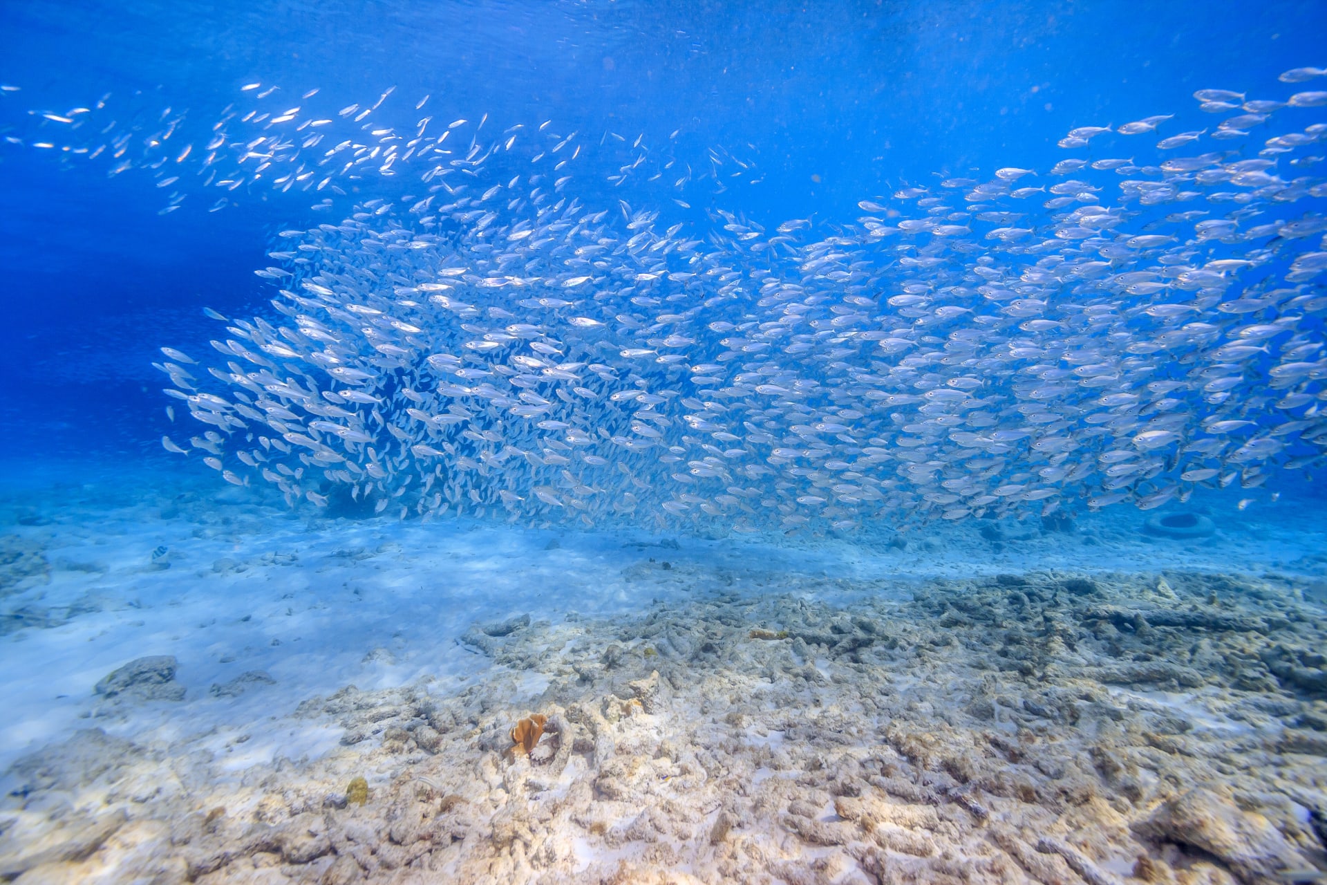 život v oceánech představuje pouhé 1 procento veškeré biomasy. 