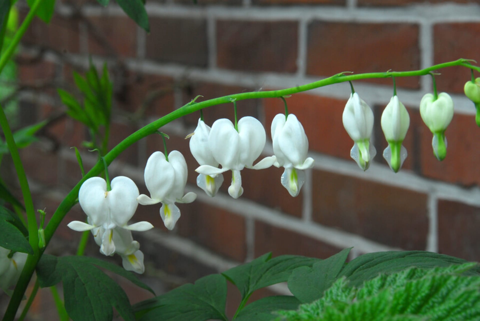 Kromě klasické růžově kvetoucí srdcovky můžete vybírat i z poměrně nových kultivarů jako je bíle kvetoucí srdcovka nádherná ‚Alba‘, 