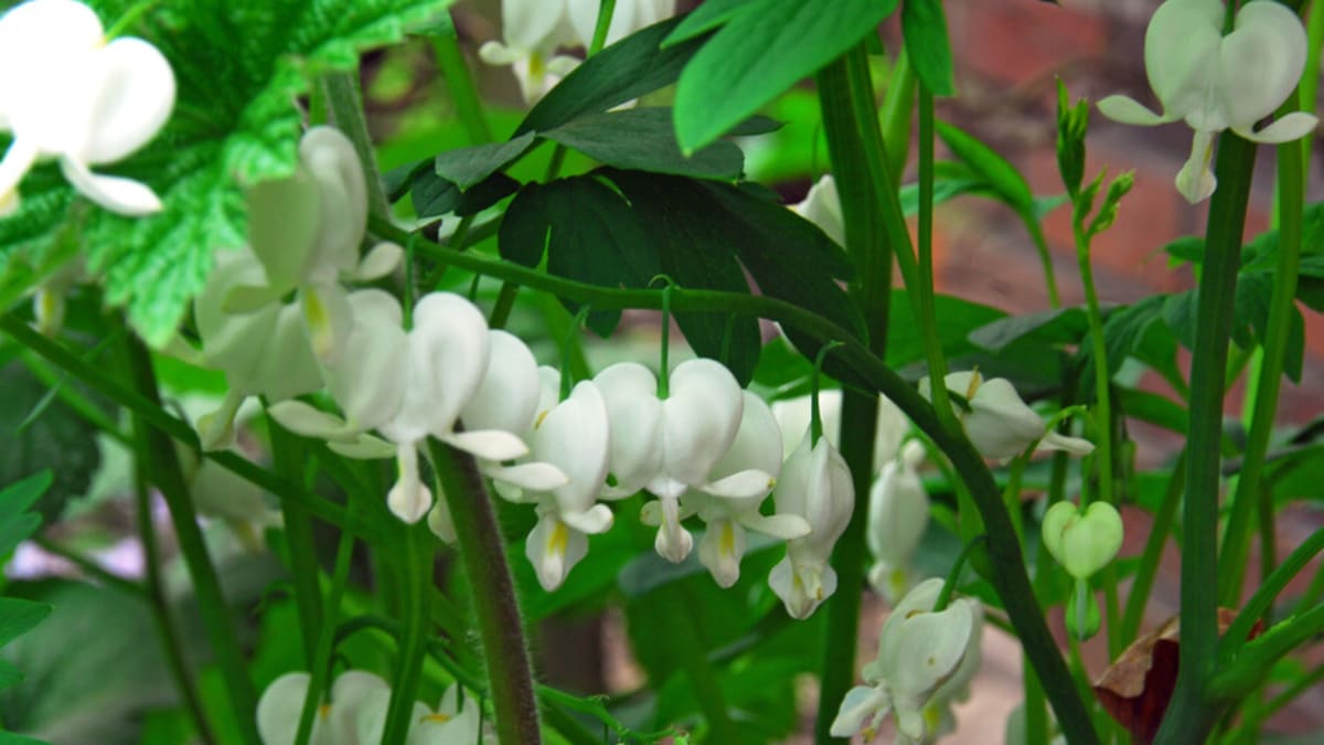 Srdcovka nádherná (Lamprocapnos spectabilis i Dicentra spectabilis), lidově srdíčka: bílý kultivar Alba