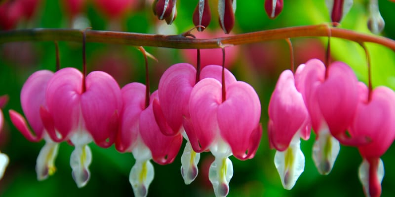 Srdcovka nádherná vytváří hrozny srdíček, které jsou dlouhé až 25 cm a kvetou odzadu dopředu. Květy mají zvláštní, jemnou vůni.