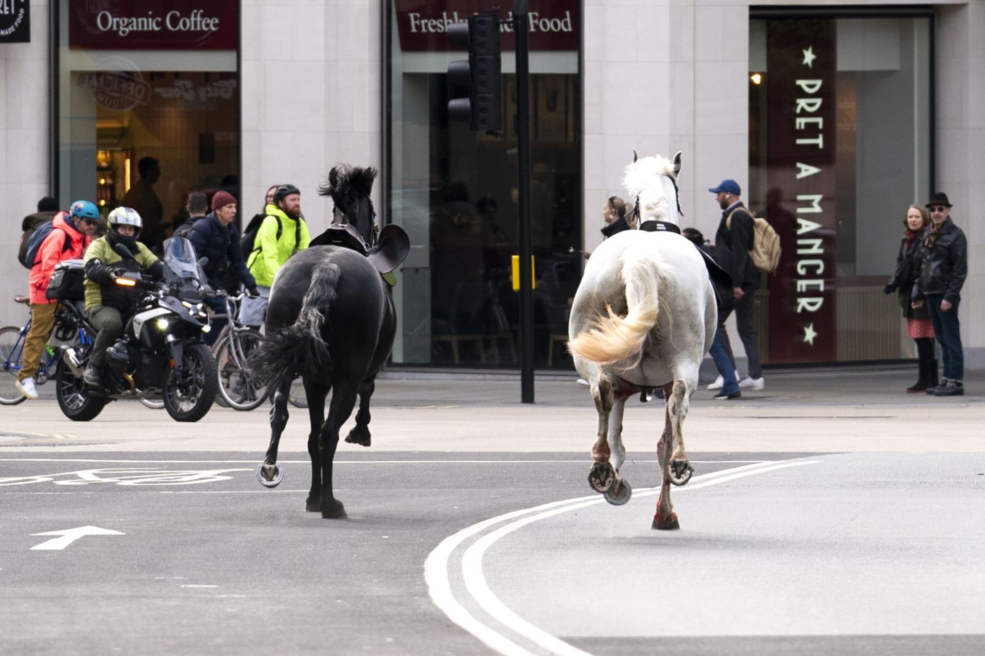 Splašení koně pobíhají ulicemi v Londýně