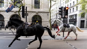 Chaos v ulicích Londýna: Zakrvácení koně probíhali centrem, sráželi se s chodci i auty