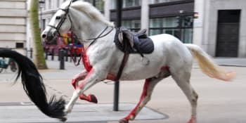 Koně v Londýně vyděsili dělníci. Zvířata skončila v krvi, chtěli je uklidnit i kolemjdoucí