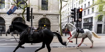 Chaos v ulicích Londýna: Zakrvácení koně probíhali centrem, sráželi se s chodci i auty