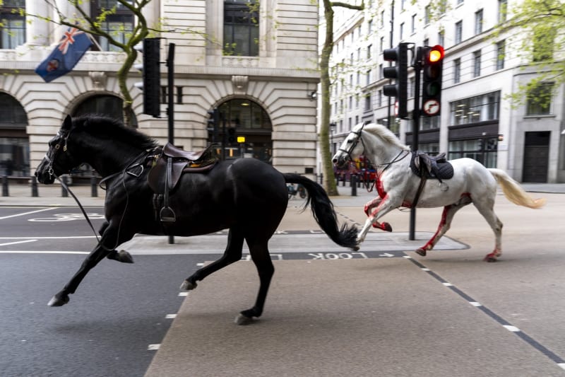 Splašení koně pobíhají ulicemi v Londýně