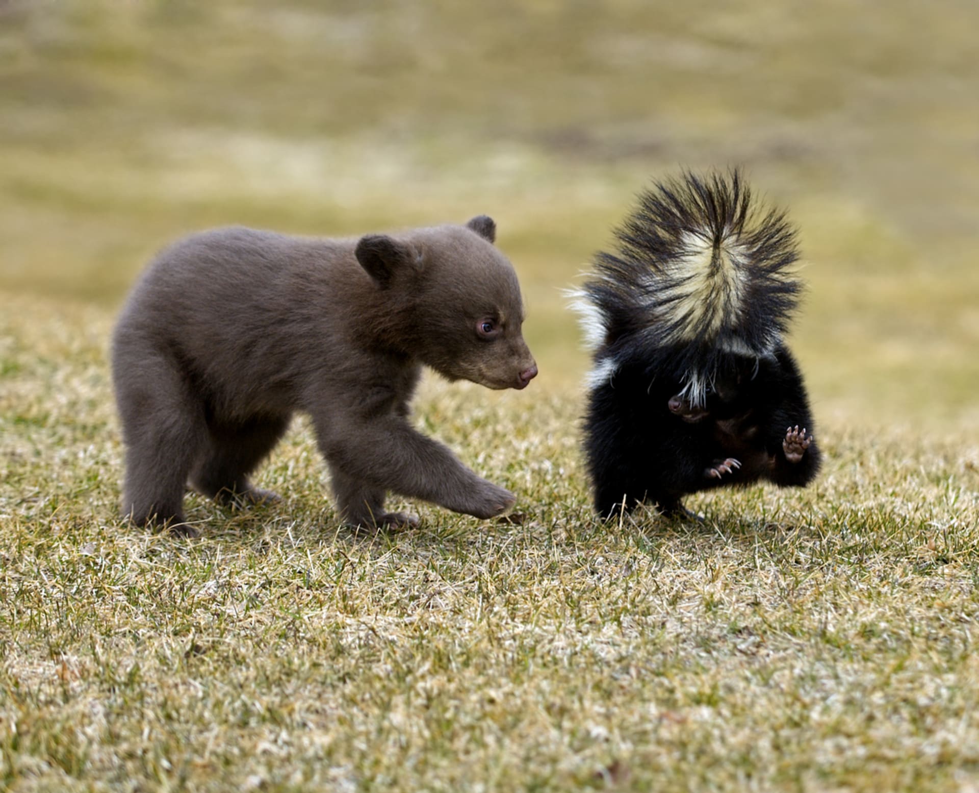 Medvíďata bývají oproti dospělým jedincům velice drobná a zranitelná