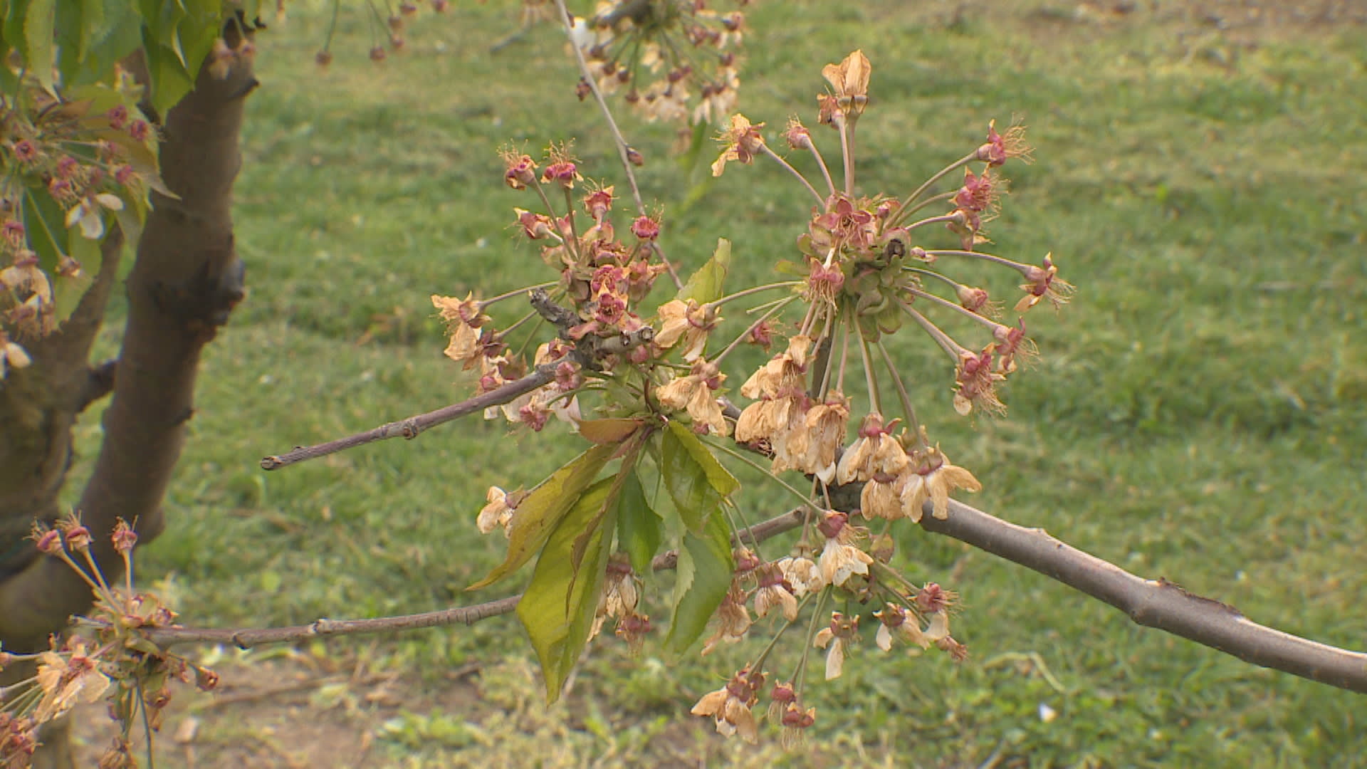 V Česku nebude skoro žádná úroda ovoce, mráz vše zničil.