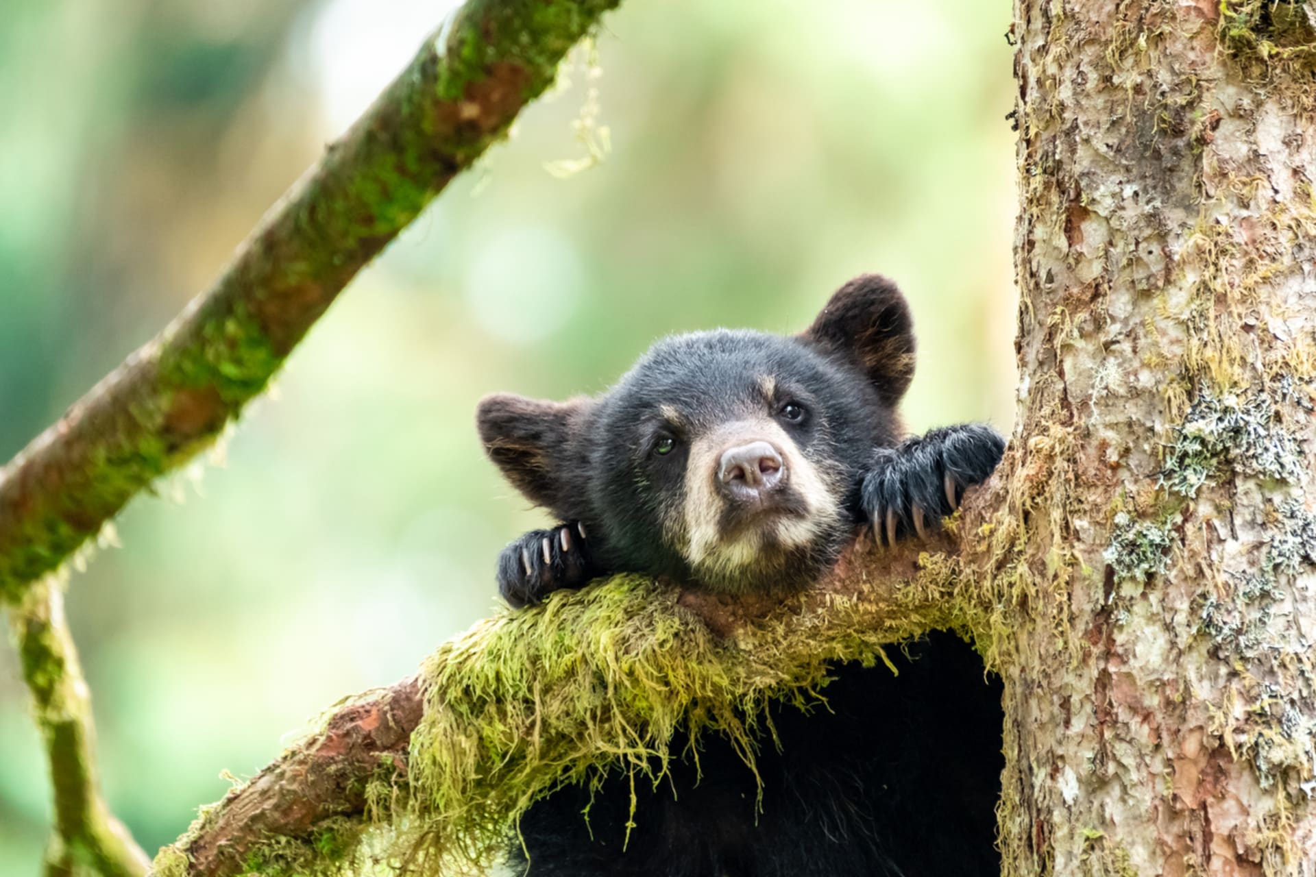 Medvědice mláďata nechávají ve větvách samotné, když odcházejí na lov
