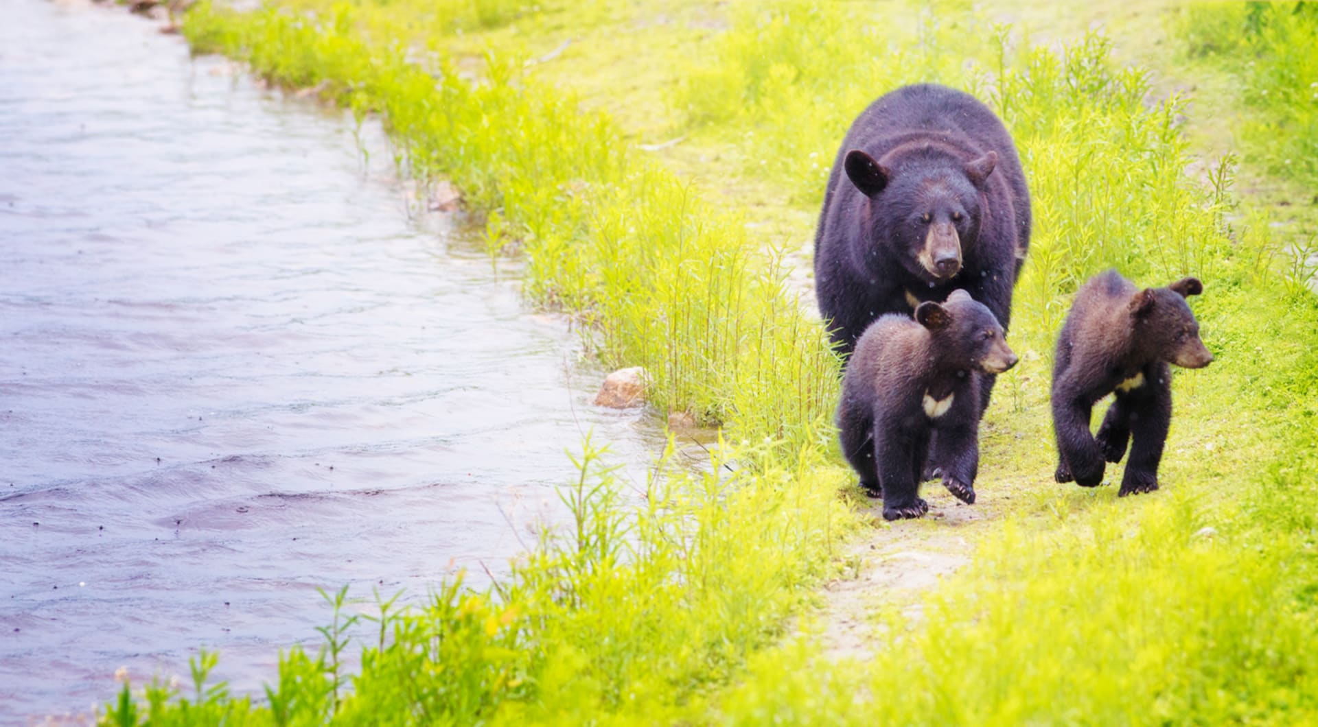 Medvědice jsou oddanými matkami