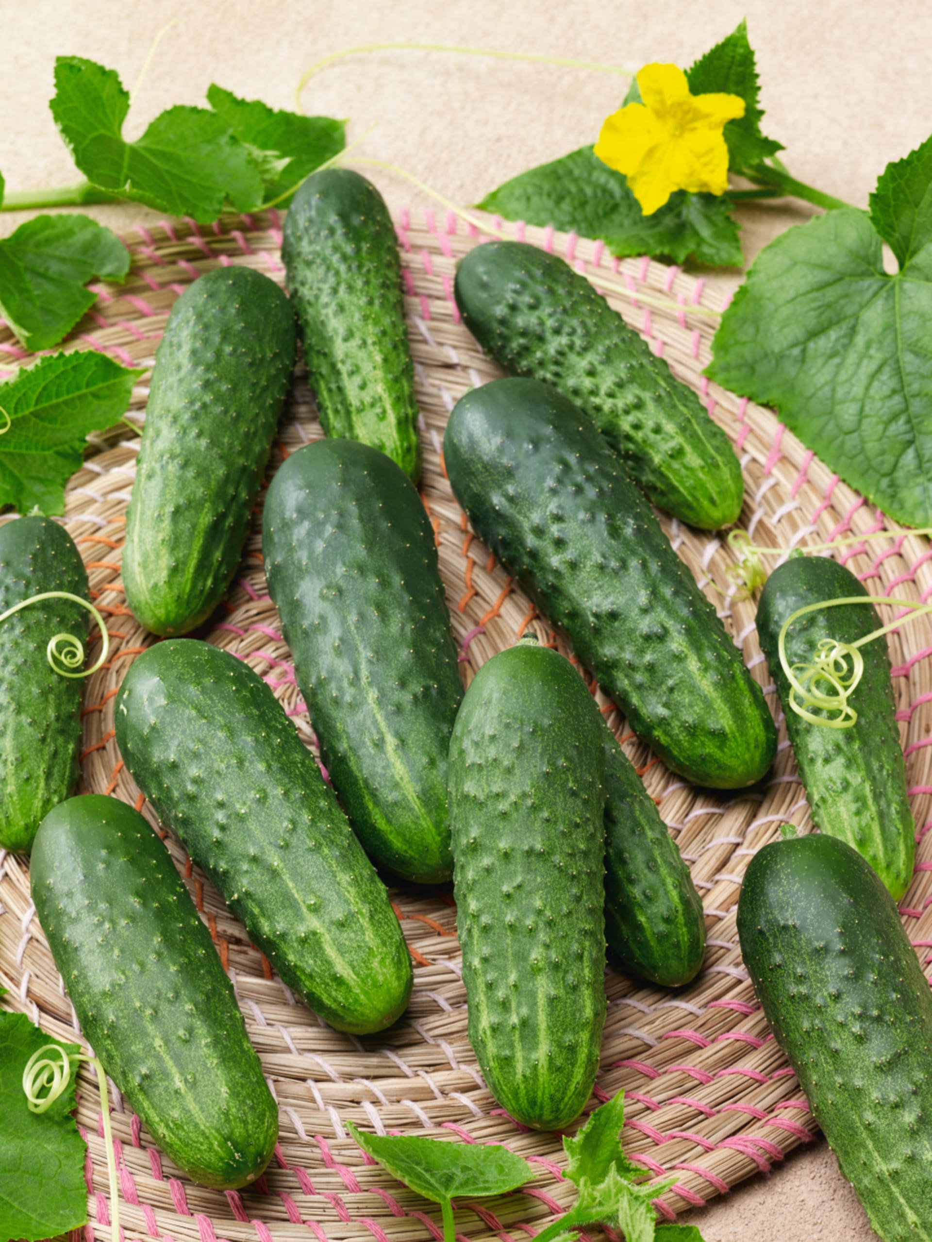 Pěstování okurek na síti: Speciální odrůda okurky nakládačky Najada F1 je primárně určena k přímé spotřebě jako lahůdková salátovka. 