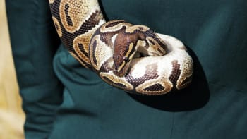 Muž při loupežném přepadení vyhrožoval útokem hada. Rodiče se za výtržníka přišli omluvit