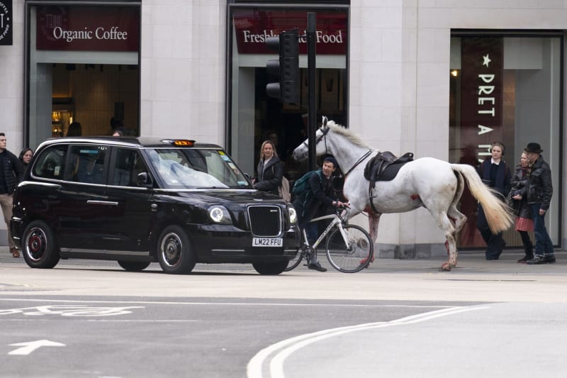 Splašený kůň pobíhá v centru Londýna