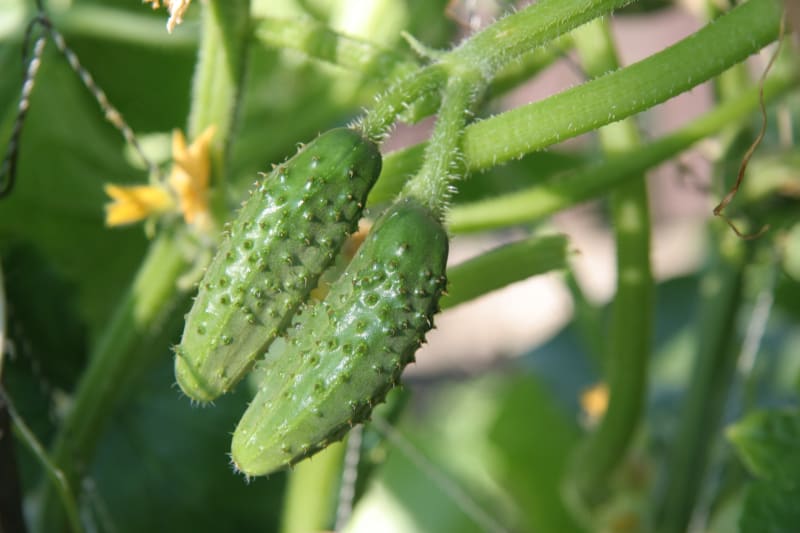 Pěstování okurek na sítOkurka multifruit  s převážně samičím kvetením nasazuje 3 až 5 plodů na každém nodu.