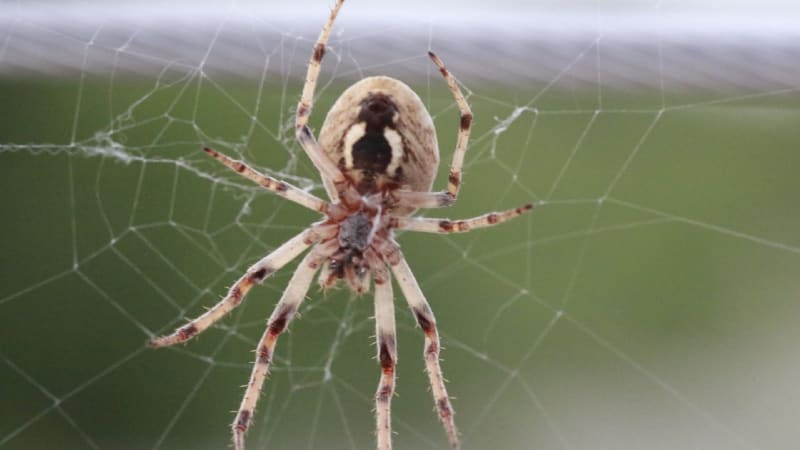 „Upíří“ pavouk putuje Evropou. Po Česku je na řadě Německo
