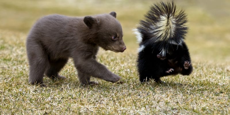 Medvíďata bývají oproti dospělým jedincům velice drobná a zranitelná