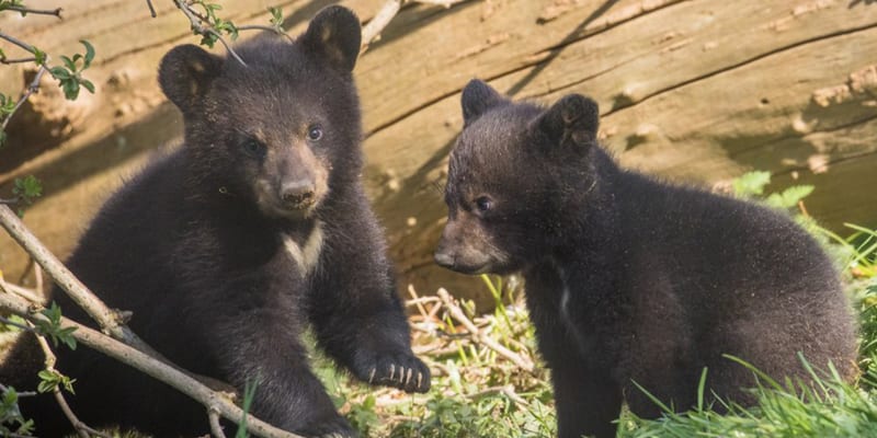Jedno z turisty obtěžovaných medvíďat se nenašlo a druhé je zraněné