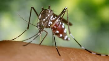 Proč někteří lidé přitahují komáry víc než jiní? Odborníci popsali hlavní důvody