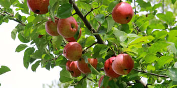 Enormní ztráty ovocnářů. Škody dosáhly 1,3 miliardy korun, stovky podniků bojují o přežití