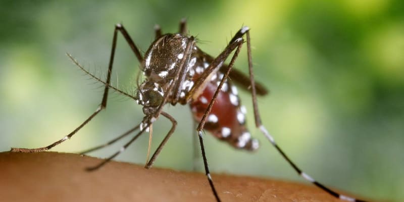 Komár tygrovaný přenáší horečku dengue.
