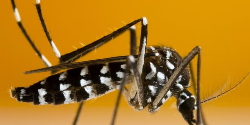 Komár tygrovaný má v zásobě spoustu fascinujících chorob