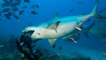Hon na žraloka: V turistickém ráji útočil deset metrů od břehu. Plavci museli přišívat prsty