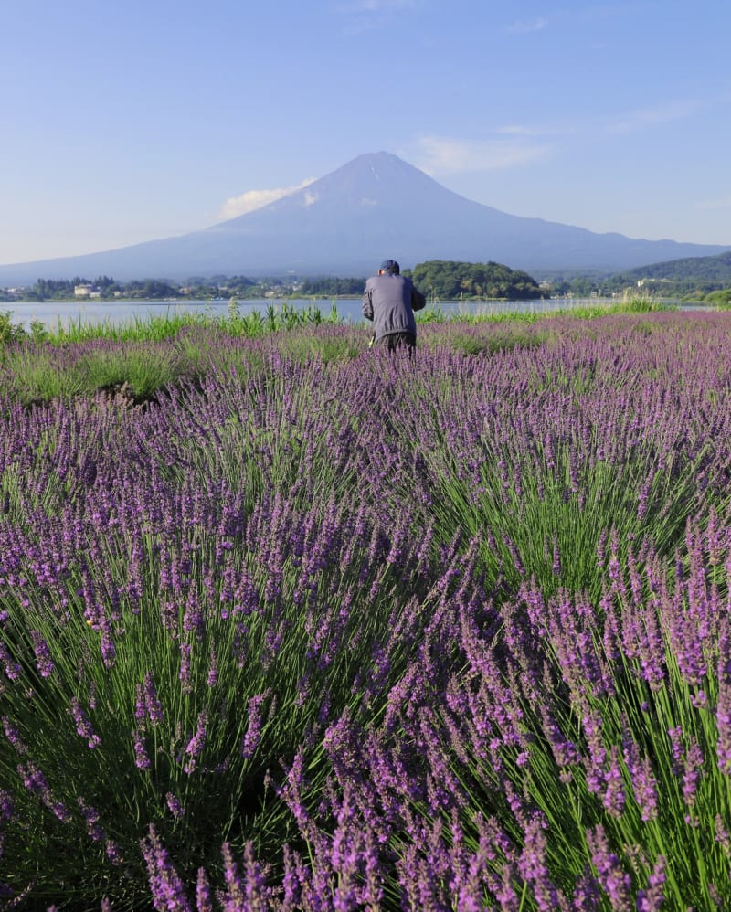 Výhled z města na horu Fudži si turisté rádi fotografují. 