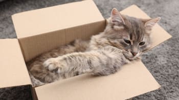 Uvězněná kočka cestovala 1600 km v poštovním balíku. Úžasné shledání, radovala se majitelka