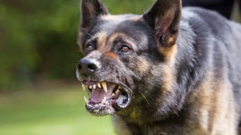 Útok psa ve Žďáru nad Sázavou má tragickou dohru. Pokousaná žena zemřela v nemocnici 