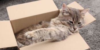 Uvězněná kočka cestovala 1600 km v poštovním balíku. Úžasné shledání, radovala se majitelka