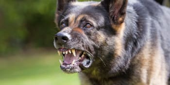 Útok psa ve Žďáru nad Sázavou má tragickou dohru. Pokousaná žena zemřela v nemocnici 