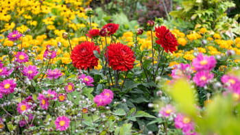Jiřiny, gladioly, lilie a další letní cibuloviny i hlíznaté květiny dejte ven až v polovině května