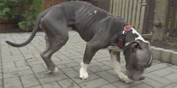 Psa v Hradišti zachránili před utýráním, z nejhoršího je venku. K majiteli už se nevrátí