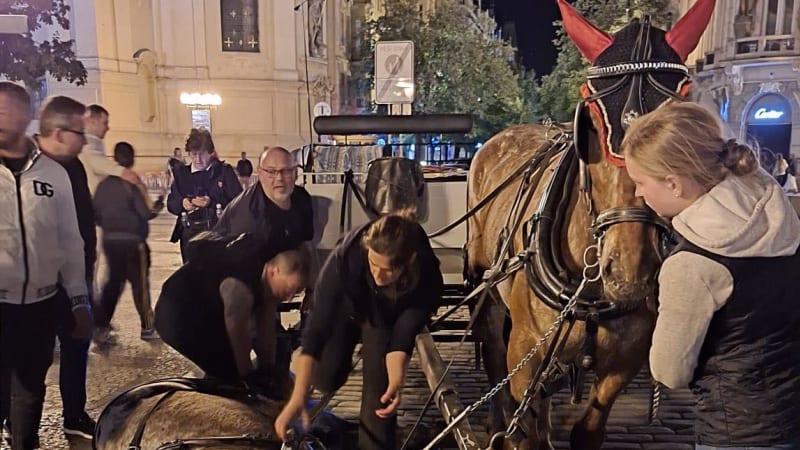 Snímek zhrouceného koně na Staroměstském náměstí vyvolal prudký ohlas, Hřib fiakry kritizuje