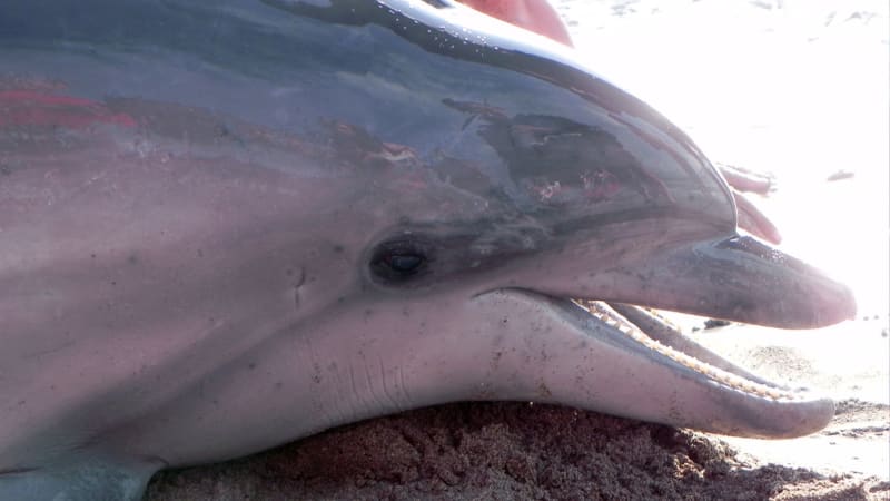 Popraveného delfína zabilo několik výstřelů. Vrahem může být rybář