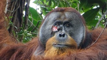 Jako člověk: Orangutan si vyhojil ránu léčivou bylinou. U zvířete to vědci zaznamenali poprvé