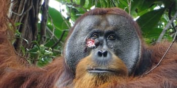 Jako člověk: Orangutan si vyhojil ránu léčivou bylinou. U zvířete to vědci zaznamenali poprvé