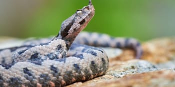V Chorvatsku se přemnožili jedovatí hadi. Zmije útočí na lidi, lezou i do zahrad