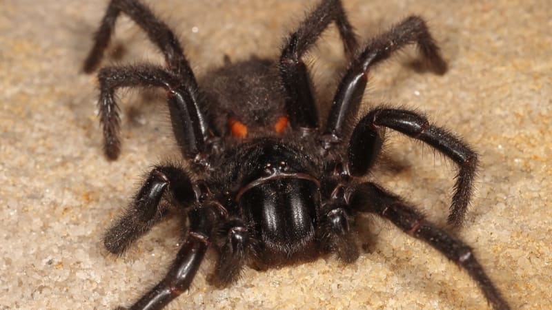 Nejjedovatější pavouk na světě klidně uloví i žábu nebo hlemýždě. Podívejte se na jeho smrtící zásah