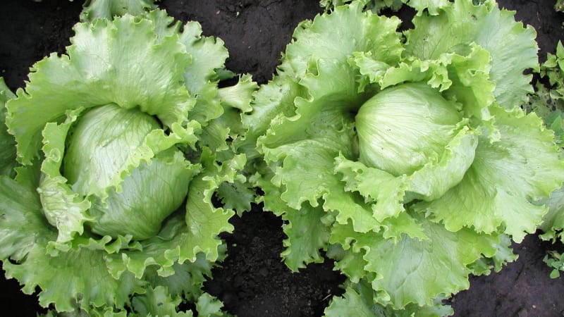 Pěstujte ledový salát. Na šťavnatých listech si můžete pochutnávat od jara do zimy