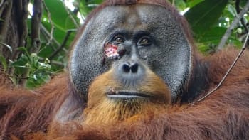 Orangutan si sám vyléčil ránu