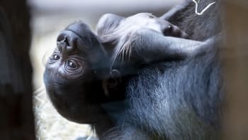 Mládě gorily narozené v pražské zoo dostalo netradiční jméno. Křtu přihlížely stovky lidí