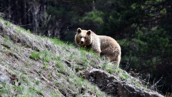 Medvěd u Zlína: Muž si šel zaběhat a spatřil šelmu. Buďte opatrní, varuje policie