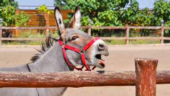 ANKETA: Bezhlavý kůň i kung-fu pes. Kdo podle vás vyhraje soutěž o nejvtipnější zvířecí snímek?