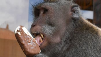Zemřel slavný obézní makak jménem Godzilla. V podstatě ho zabili neukáznění turisté