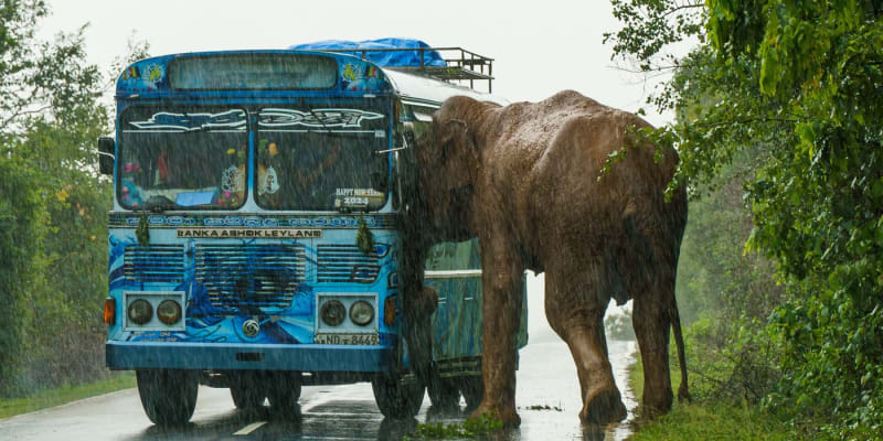 Ani sloni, schopní převrátit autobus